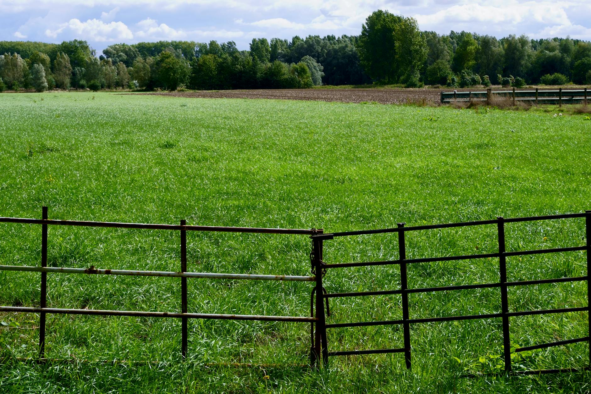 Scenic view of a bright green field with a rustic metal fence in De Pinte, Belgium.