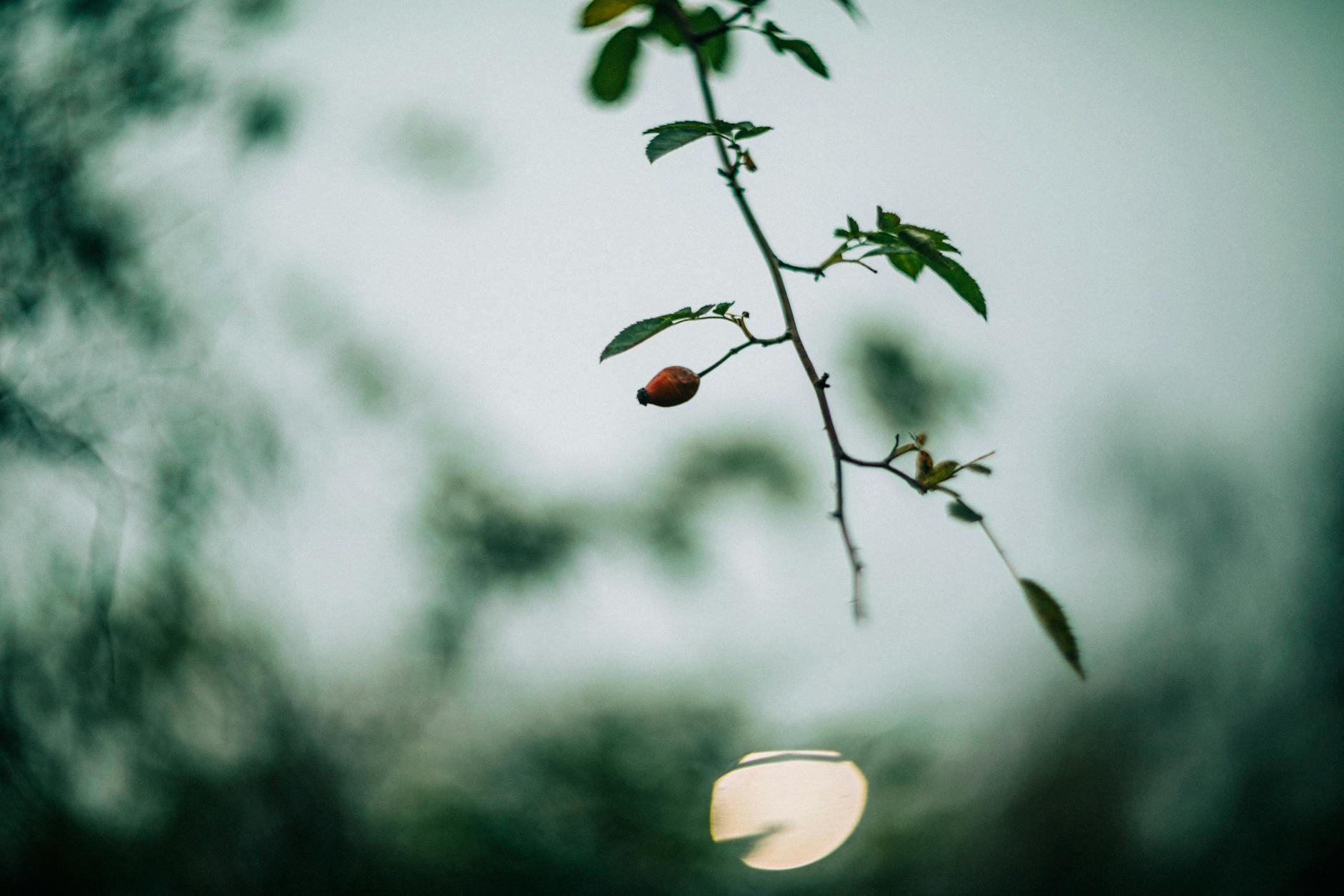 A tranquil capture of a single rosehip with blurred foliage background, evoking nature's quiet beauty.