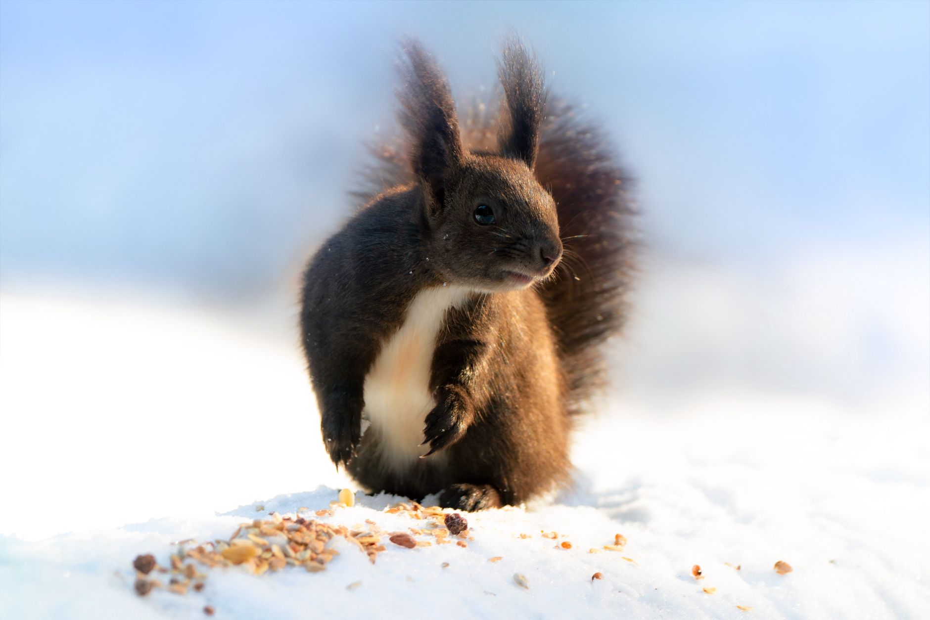 Close-up of a squirrel in the snow, capturing the essence of winter wildlife.
