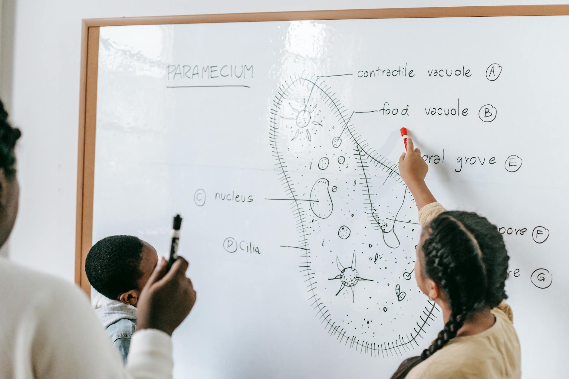 Back view of anonymous multiracial tutor and students discussing structure of Infusoria on scheme on whiteboard